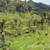 rice_ubud_h_0028_bal0843.jpg